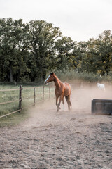 horse equine pony in paddock paradise running natural pretty living their best life 