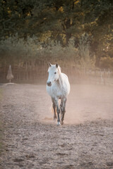 Obraz premium horse equine pony in paddock paradise natural pretty living their best life 