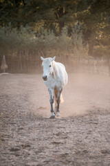 horse equine pony in paddock paradise natural pretty living their best life 