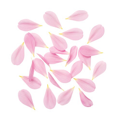 Naklejka premium Scattered pink flower petals isolated on a transparent background creating a floral pattern