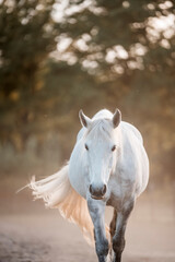 Fototapeta premium horse equine pony in paddock paradise walking natural pretty living their best life 