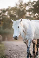 Obraz premium horse equine pony in paddock paradise natural pretty living their best life 