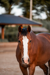 horse equine pony in paddock paradise natural pretty living their best life 