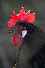 Schwarzer Hahn