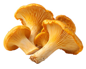 Fresh chanterelle mushrooms on white