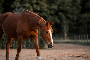 Fototapeta premium chestnut horse in track system paddock paradise 