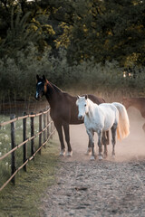 herd of horses in track system paddock paradise pretty living natural