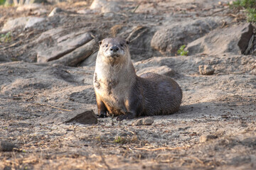 Otter