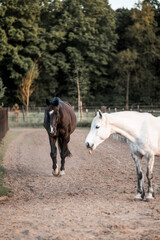 Obraz premium horses living in track system paddock paradise natural habitat