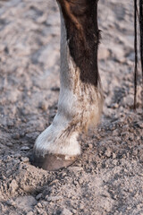 Horse equine pony living in paddock paradise their best life track system