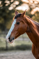 Horse equine pony living in paddock paradise their best life track system