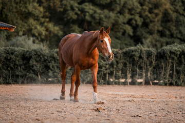 Horse equine pony living in paddock paradise their best life track system