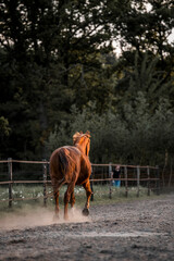 Horse equine pony living in paddock paradise their best life track system