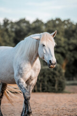 Obraz premium Horse equine pony living in paddock paradise their best life track system