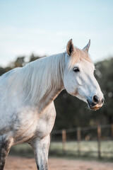 Obraz premium Horse equine pony living in paddock paradise their best life track system