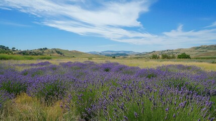 Naklejka premium Vibrant lavender field in rolling hills under blue skies with wispy clouds