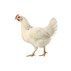 chicken isolated on white background