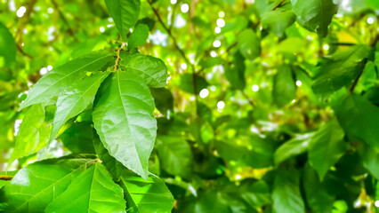 Close-up of green leaves on blurred tree background with golden yellow sunlight. Nature pattern and environmental conservation concept.