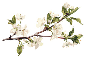 Cherry tree flowers on twig blooming isolated on white background