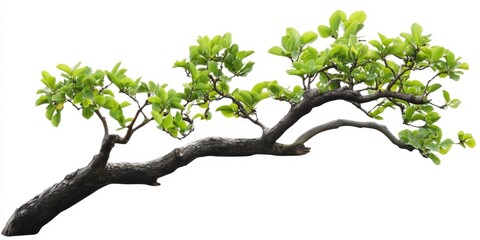 A Striking Branch with Lush Foliage