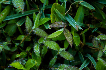 Close-up of water drops or dew on green grass blades with dark background in winter. Nature and environment scene concept.