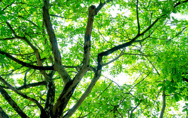 Treetops with green leaves and branches with sky background. Ant's eye view under the tree. Nature pattern and environmental conservation concept.