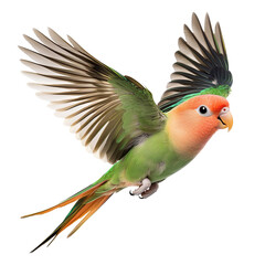 peach-faced lovebird flying in side view on white
