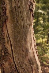 Tree trunk in a forest