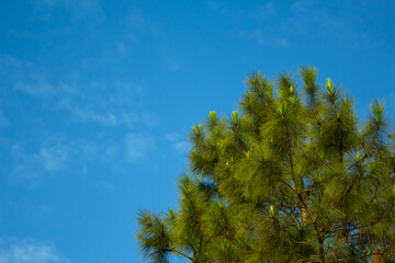 Pine tree tip on blue sky background. Nature travel concept. Ecotourism destination, forest, mountain and conservation.