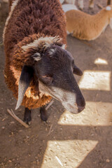 Fototapeta premium Close-up front view of a brown sheep.