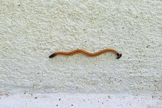 Hammerhead worms move on cement floors or walls. Their heads are black like a hammer or axe, and they have black tail tips. Their brown bodies have a long black stripe running down the center.