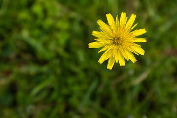 Close-Up of a Yellow Wildflower in a Sunny Meadow. Landscape for nature lovers, travel websites, or background for relaxation and tranquility. High quality photography