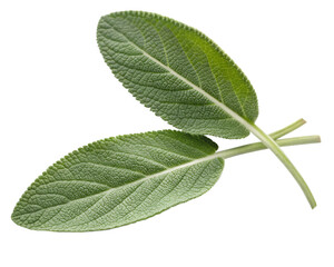 Fototapeta premium Fresh sage leaves isolated on white background
