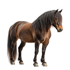 Obraz premium powerful brown workhorse used for heavy farm labor 