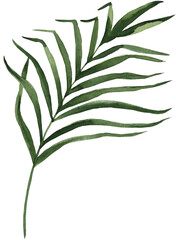 Watercolor illustration of a palm branch. Perfect for tropical and summer designs, invitations, textiles, and digital projects.