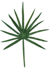 Watercolor illustration of a palm leaf. Ideal for tropical designs, summer projects, invitations, textiles, and digital use.