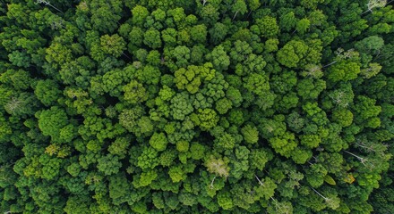 Aerial View of Lush Green Forest Canopy