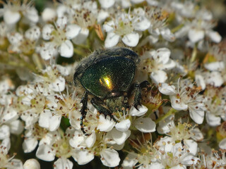 The green rose chafer (Cetonia aurata) feeding in hawthorn flowers