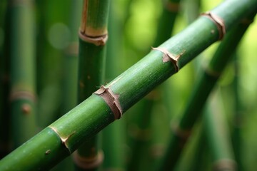 Obraz premium Close-up of bamboo culms, showing intricate nodes and texture , lucky, plant stem, growth