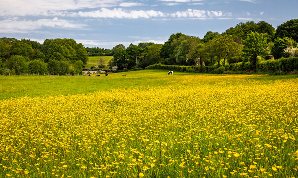 Cows grazing in the may high weald buttercups near battle east Sussex south east England UK