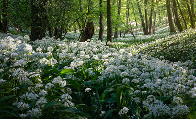 Garlic woodland on the high weald near Mountfield in east  Sussex south east England UK