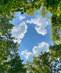 Fototapeta premium trees and sky