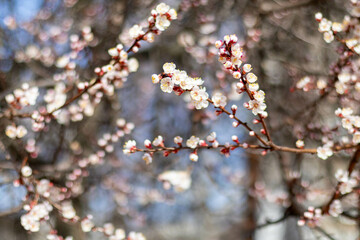 Close-up of blooming  apricot tree branches with delicate white flowers against a soft blue sky background in early spring