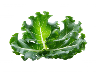 An isolated shot showcases the vibrant green kale leaf with its textured edges and prominent veins, perfectly placed against a clean white background for detail (150)