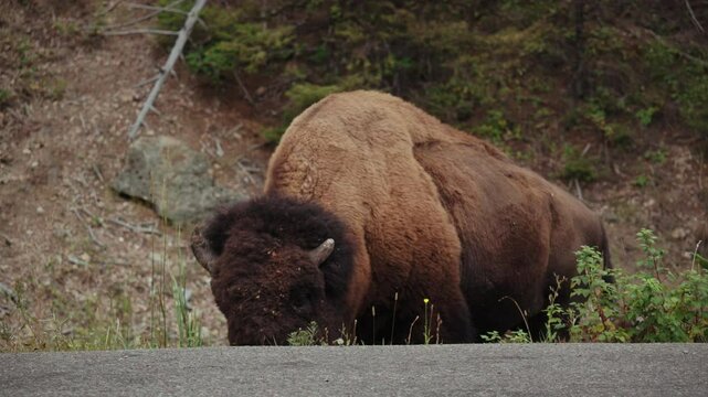 Yellowstone National Park bison eating grass on the side of the road with cars.