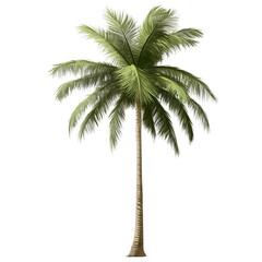 Large tropical palm tree with broad fronds and detailed texture, casting a long shadow, majestic and green, isolated on a transparent background.