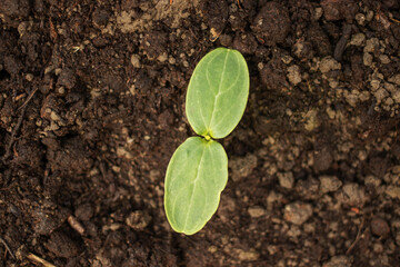 A small green plant is growing in the dirt