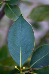 A leaf is shown in a close up