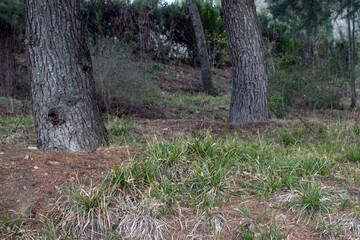A tree with a hole in it and a tree with no hole