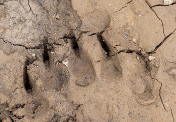 Bear claw marks in the mud